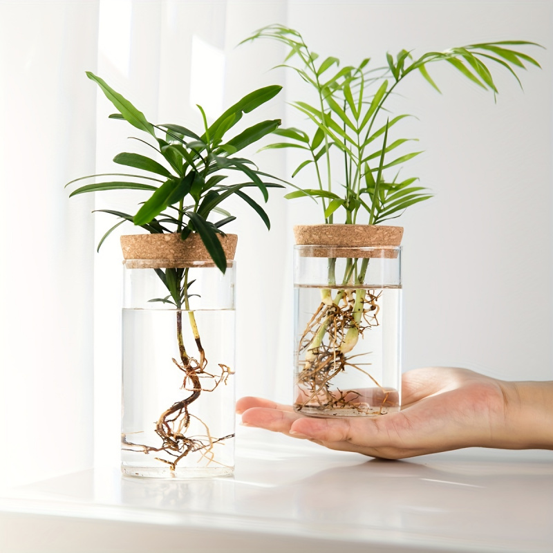 Plant Growth Regulator - 1 pz, piante idroponiche vaso per