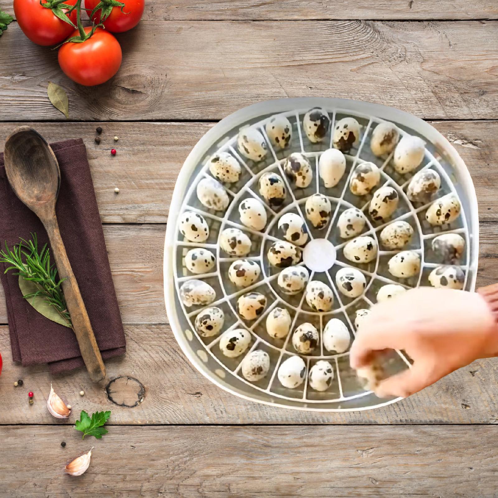 Quail Egg Incubator - Vassoio per uova di piccola quaglia,