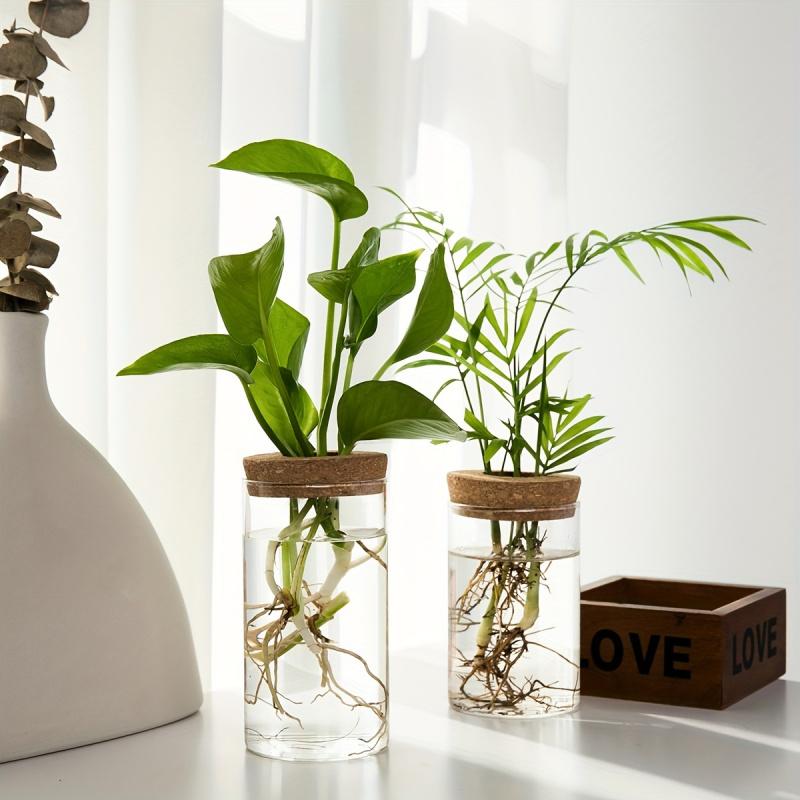 1 pz, piante idroponiche vaso  - Plant Growth Regulator recensione e prezzo