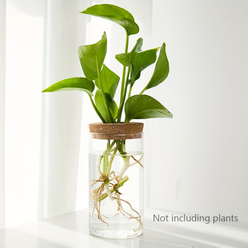 1 pz, piante idroponiche vaso  - Plant Growth Regulator recensione e prezzo
