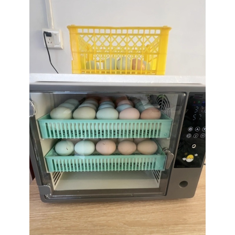 Incubatrice per Uova Completam - Quail Egg Incubator recensione e prezzo