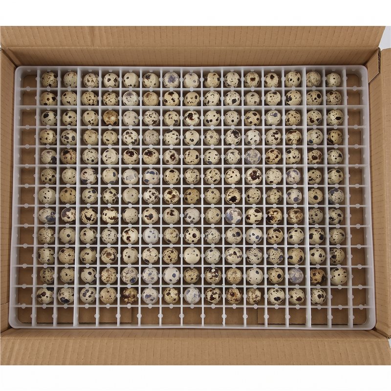4 Pezzi Vassoio per Uova di Qu - Quail Egg Incubator recensione e prezzo