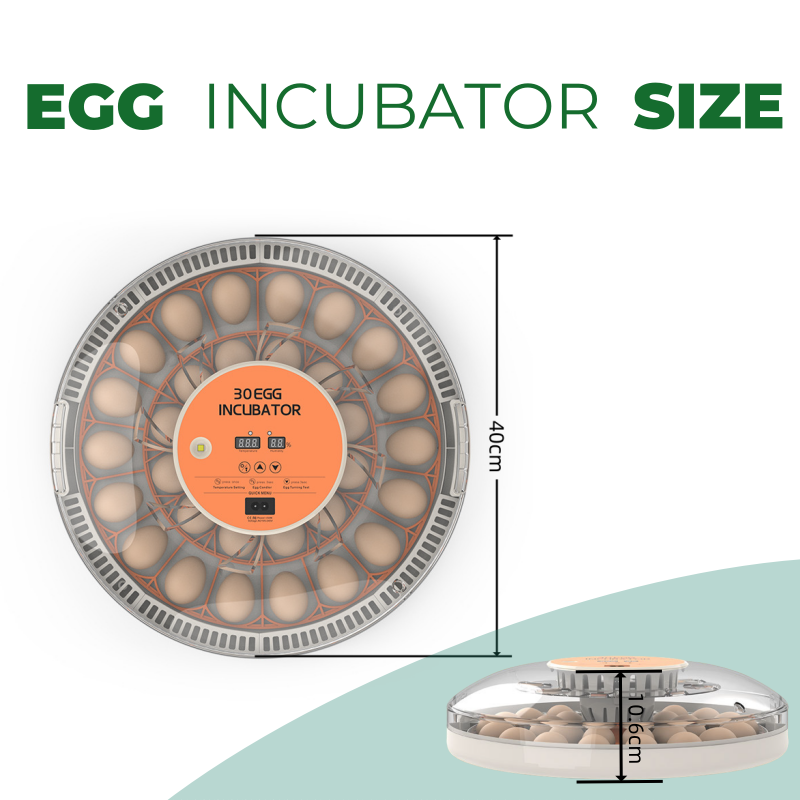 Incubatrice Domestica STLF30 C - Quail Egg Incubator recensione e prezzo