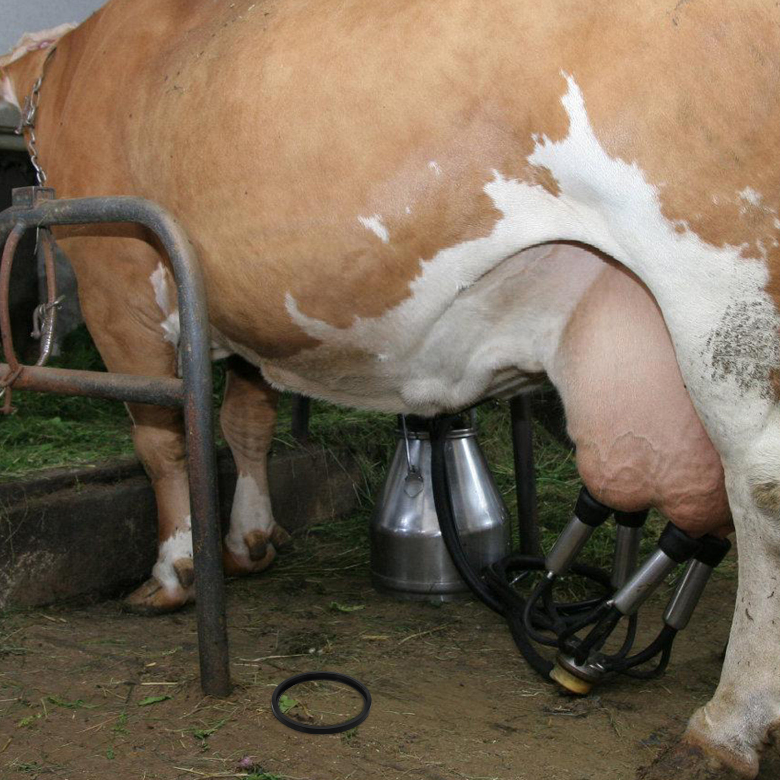 Anello di tenuta sostituibile  - Milking Machine recensione e prezzo