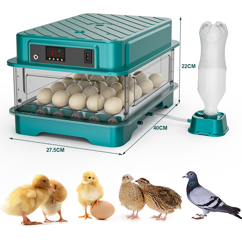 Incubatrice Automatica per Uov - Quail Egg Incubator recensione e prezzo